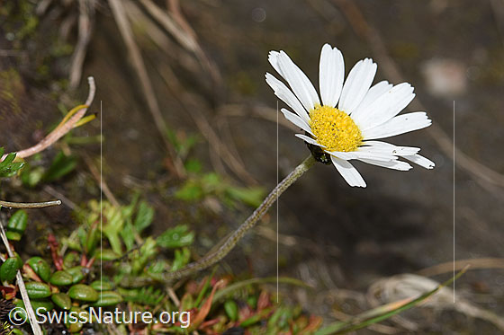 Photo: Leucanthemopsis alpina. Whole plant (habiti).