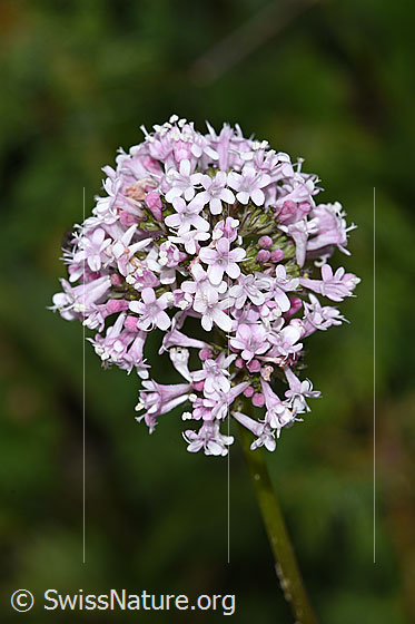 Photo: Probably Valeriana versifolia. Inflorescence.