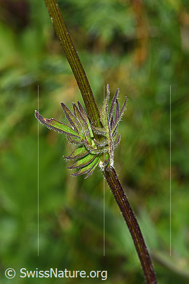 Photo: Probably Valeriana versifolia. Stem and leaves.