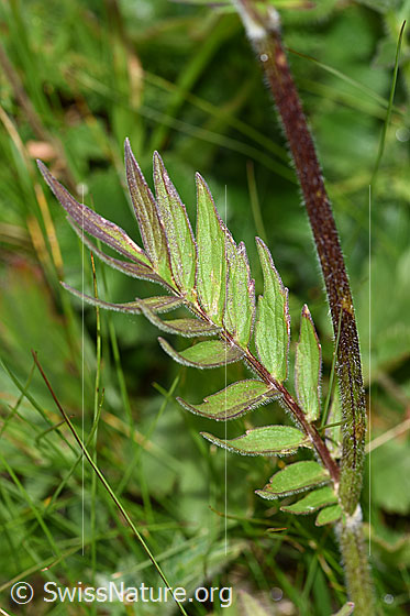 Photo: Probably Valeriana versifolia. Leaves and stem.