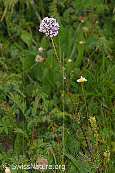Photo: Probably Valeriana versifolia. Habiti.