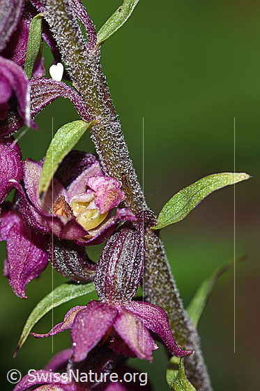 Foto: Braunrote Sumpfwurz (Epipactis atrorubens). Blüten, Stängel und Blätter.