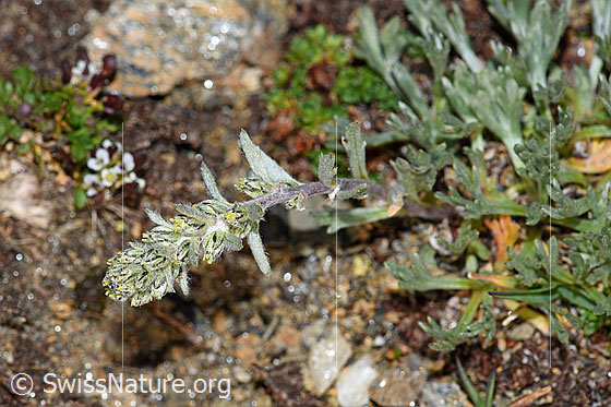 Photo: Artemisia genipi. Whole plant (habiti). Inflorescence and leaves.
