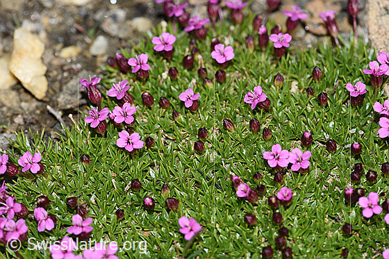 Photo: Silene acaulis. Blooming. Detail from plant cushion.