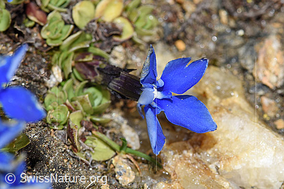 Photo: Gentiana schleicheri. Blossom.