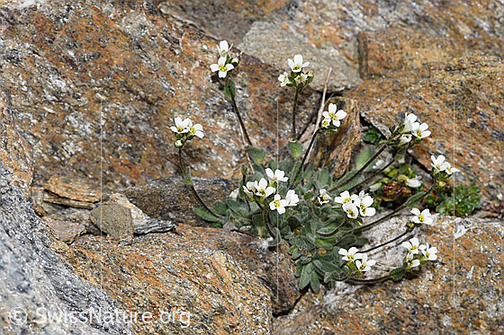 Filziges Hungerblümchen (Draba tomentosa)
