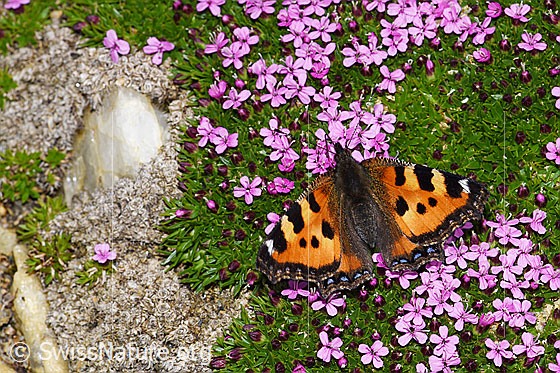 Foto: Kleiner Fuchs (Aglais urticae) auf Kalk-Polsternelke (Silene acaulis).