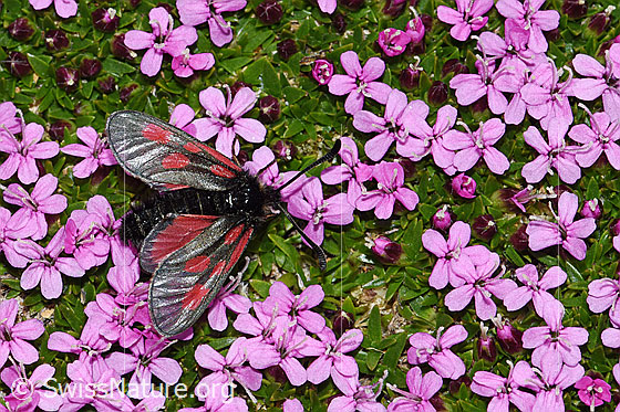 Foto: Alpen-Widderchen (Zygaena exulans) auf Kalk-Polsternelke (Silene acaulis). Männchen.