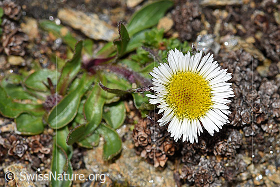 Photo: Erigeron uniflorus. Blossom.