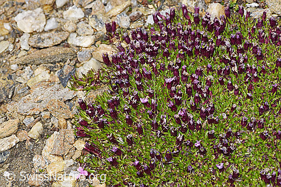 Foto: Kalk-Polsternelke (Silene acaulis). Ganze Pflanze (Habitus). Fast verblüht.