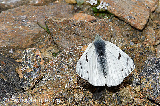 Alpenweissling (Pontia callidice), Männchen