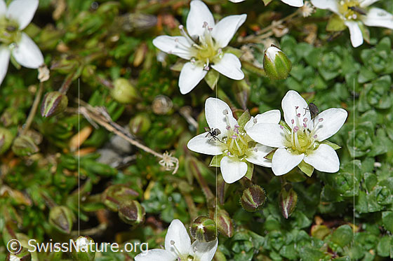 Photo: Minuartia verna. Blossoms. The leaves on the right edge of the picture belong to another plant.