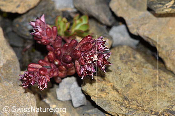 Foto: Dunkler Mauerpfeffer (Sedum atratum). Ganze Pflanze (Habitus).