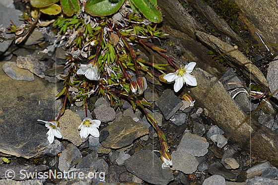 Foto: Frühlings-Miere (Minuartia verna). Ganze Pflanze (Habitus).