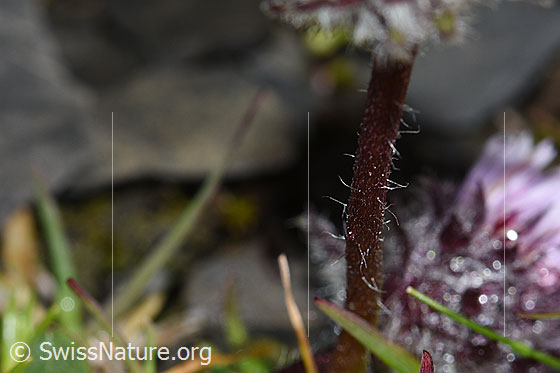Photo: Erigeron uniflorus. Stem.