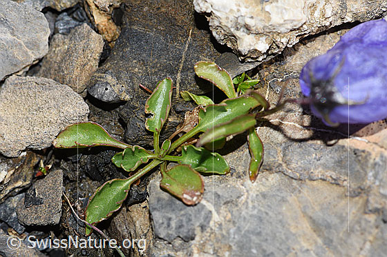 Photo: Campanula cochleariifolia. Leaves.