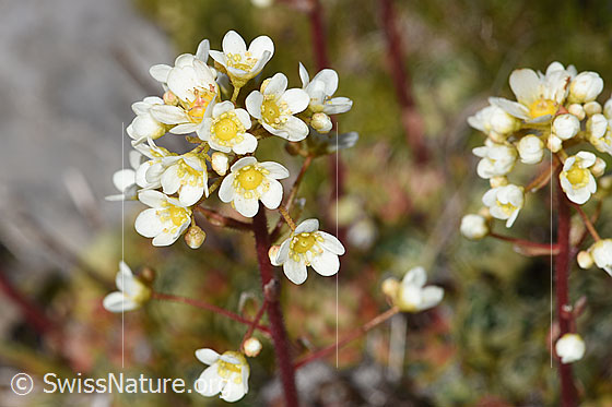 Foto: Trauben-Steinbrech (Saxifraga paniculata). Blüten.