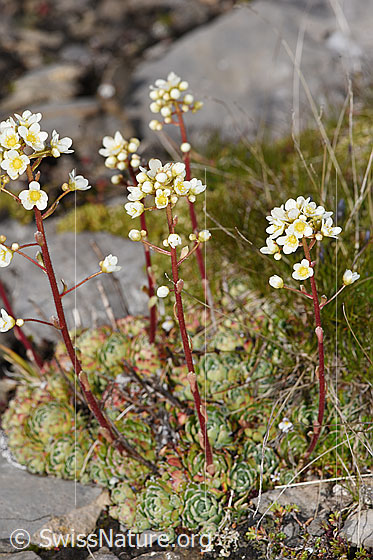 Foto: Trauben-Steinbrech (Saxifraga paniculata). Ganze Pflanze (Habitus).