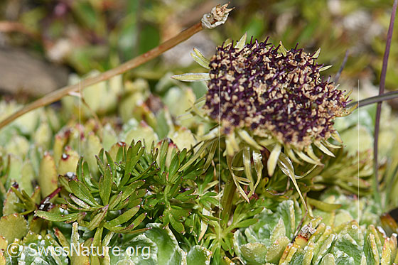 Foto: Zwerg-Mutterwurz (Ligusticum mutellinoides). Ganze Pflanze (Habitus). Die Pflanze wächste auf  den Blattrosetten von Trauben-Steinbrech.