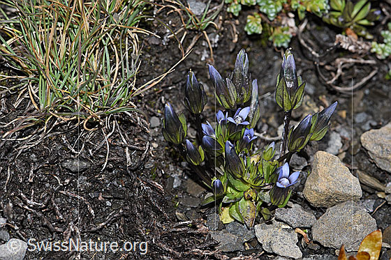 Photo: Gentiana tenella. Whole plant (habiti).