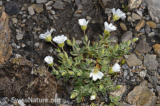 Foto: Breitblättriges Hornkraut (Cerastium latifolium). Ganze Pflanze (Habitus).