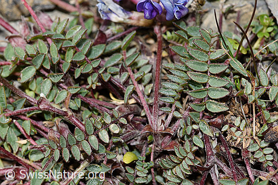 Photo: Oxytropis jacquinii. Leaves and stem.