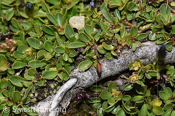 Foto: Stumpfblättrige Weide (Salix retusa). Ast (ev. Wurzel), Blätter und Blüten. 