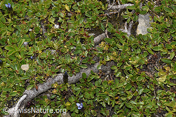 Photo: Salix retusa. Whole plant (Habitat).