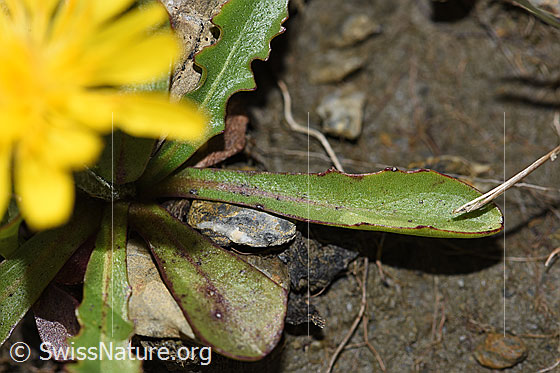 Photo: Leontodon montanus. Leaves.