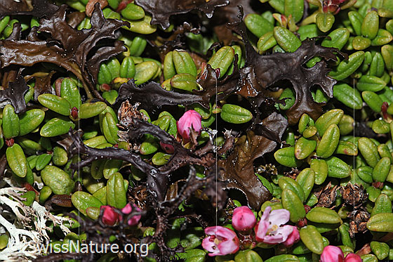 Foto: Isländisch Moos (Cetraria islandica) auf Alpenazalee (Loiseleuria procumbens).