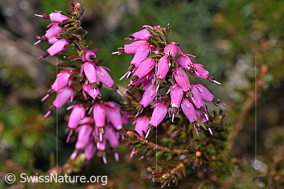 Photo: Erica carnea. Blossoms.