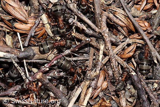 Foto: Wahrscheinlich Starkbeborstete Gebirgswaldameisen (Formica lugubris). Länge 4 - 9mm.