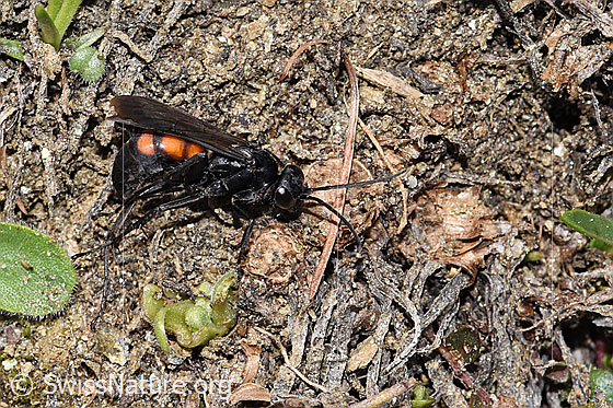 Foto: Frühlings-Wegwespe (Anoplius viaticus). Länge 12mm. Weibchen. Ansicht von der Seite.