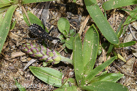 Foto: Wahrscheinlich Mediterrane Mordwanze (Rhynocoris erythropus). Larve. Ansicht von oben.