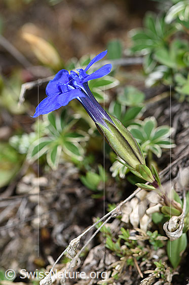 Foto: Frühlings-Enzian (Gentiana verna). Blüte und Kelch.