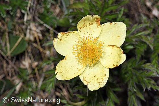 Foto: Schwefel-Anemone (Pulsatilla alpina ssp. apiifolia). Blüten.