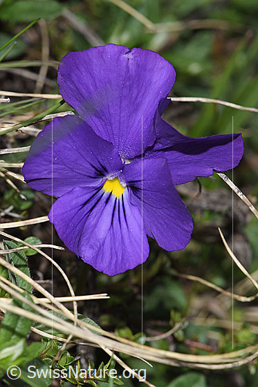 Photo: Viola calcarata. Blossom.