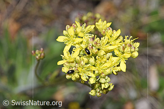 Photo: Biscutella laevigata. Blossoms.