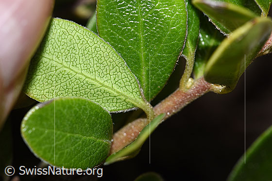 Photo: Arctostaphylos uva-ursi. Leaf underside.