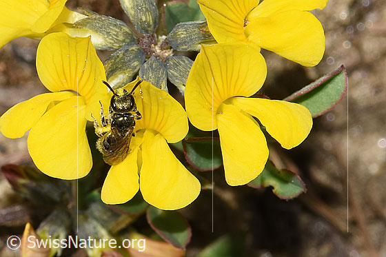 Foto: Wahrscheinlich Dunkelgrüne Schmalbiene (Lasioglossum morio) auf Schopfigem Hufeisenklee (Hippocrepis comosa). Länge 6 - 7mm. Ansicht von vorne.