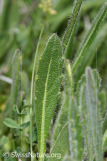 Foto: Gemeines Brillenschötchen (Biscutella laevigata). Blatt. Blattoberseite.