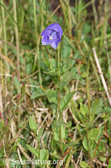 Foto: Wahrscheinlich Rautenblättrige Glockenblume (Campanula rhomboidalis). Ganze Pflanze (Habitat).