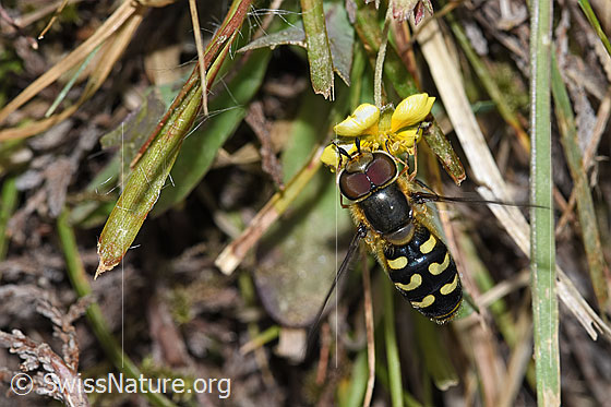 Photo: Scaeva selenitica on Potentilla erecta. Length 11 - 16mm. Male. View from above.