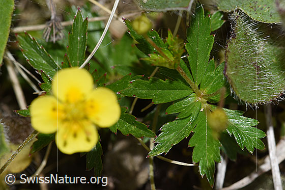 Foto: Blutwurz (Potentilla erecta). Blatt.