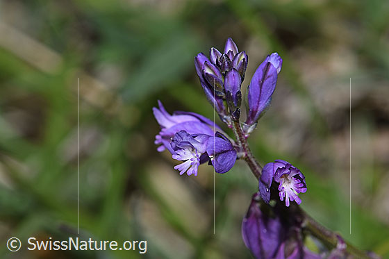 Gewöhnliche Kreuzblume (Polygala vulgaris ssp. vulgaris)