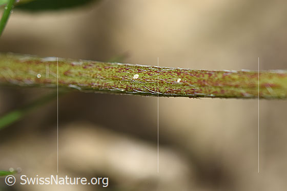 Photo: Trifolium pratense. Stem.