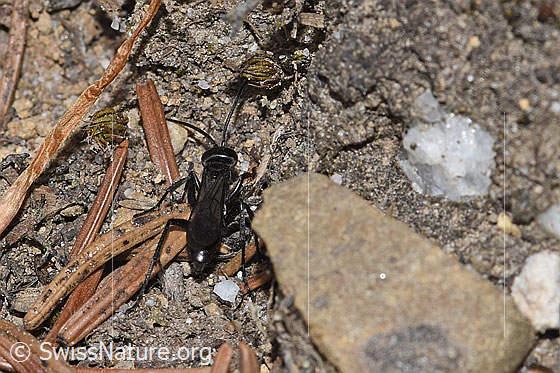 Foto: Anoplius infuscatus (Wegwespe). Länge 7 - 12mm. Ansicht von hinten.
