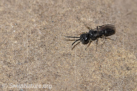 Diodontus luperus (Grabwespe)