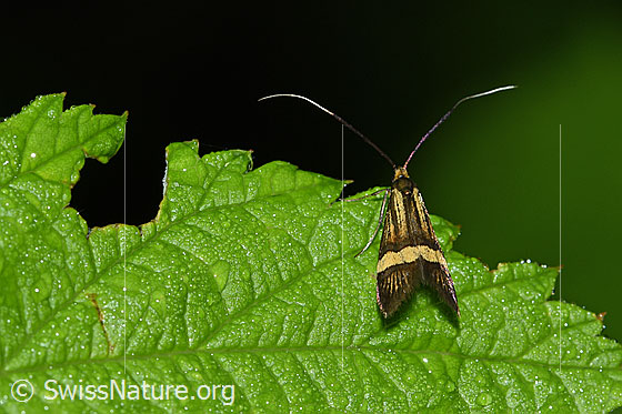 Gebänderte Langhornmotte (Nemophora degeerella)