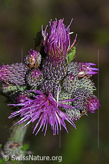 Foto: Grüne Distelwanze (Calocoris affinis) Sumpf-Kratzdistel (Cirsium palustre). Länge 8mm.
